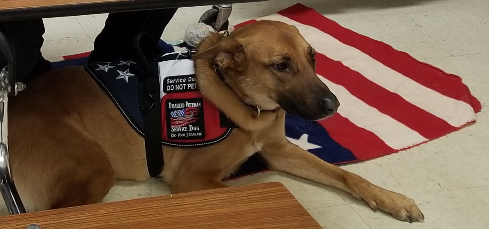 Veteran and service dog 3